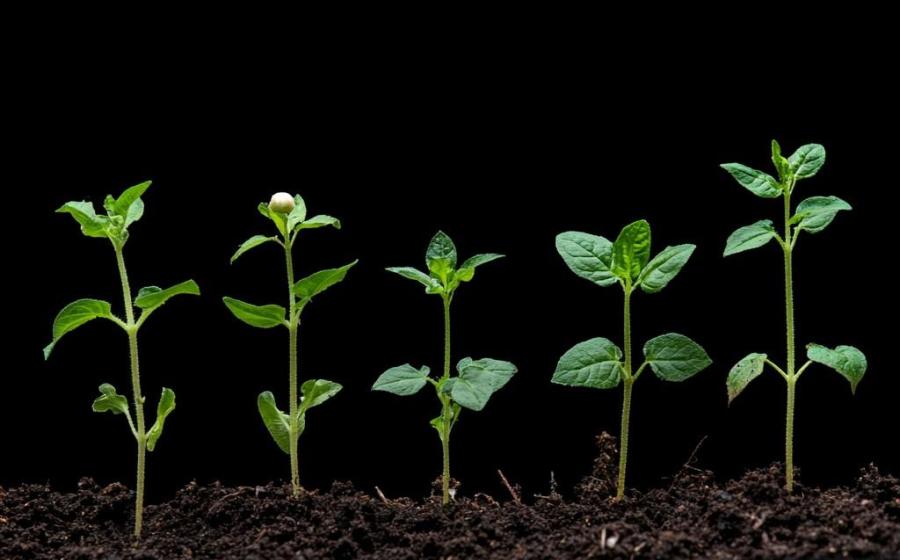 UNDER THE GROW LIGHT  mindfulness and meditation course on staying with the trouble! - with Lucy Powell