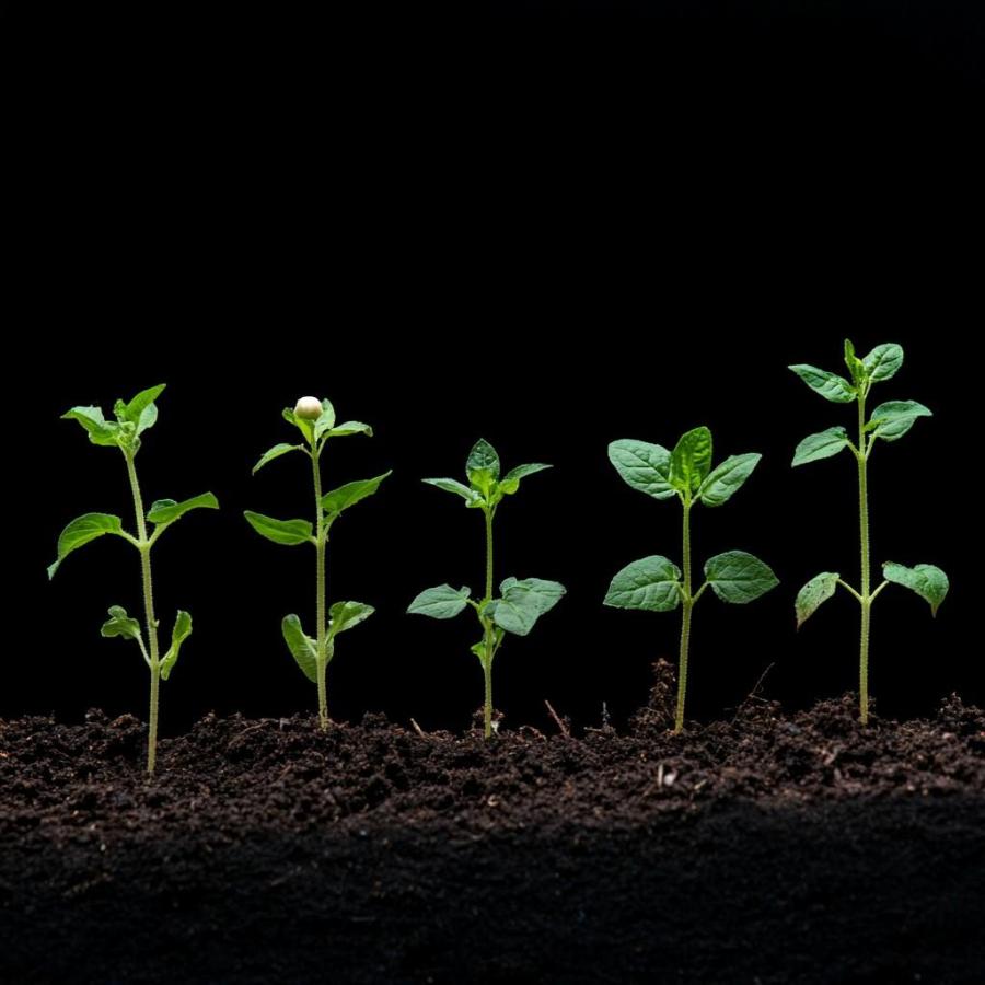 UNDER THE GROW LIGHT  mindfulness and meditation course on staying with the trouble! - with Lucy Powell