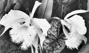 Kristin Wenzel wild orchids