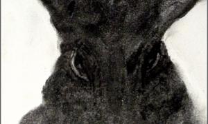 Pale Shelter @Axel Obiger