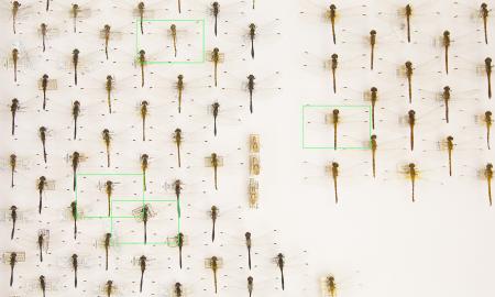 Sybille Neumeyer: souvenirs entomologiques #1: odonata/ weathering data, 2020, video still