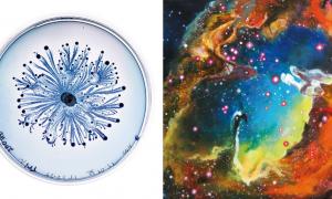 Von Micro bis Makro – über die Schönheit der Natur